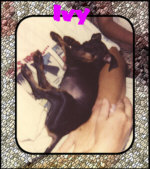 Baby Ivy - Manchester Terrier